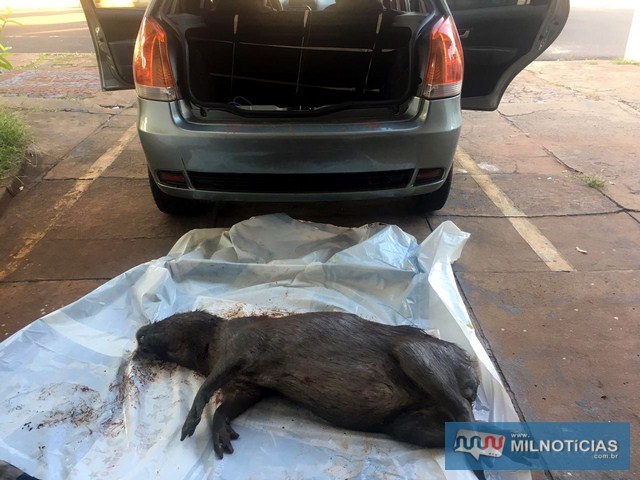 Capivara foi localizada no porta-malas de um Fiat Pálio com placa de Suzanápolis e ocupado por dois homens. Foto: DIVULGAÇÃO/PM
