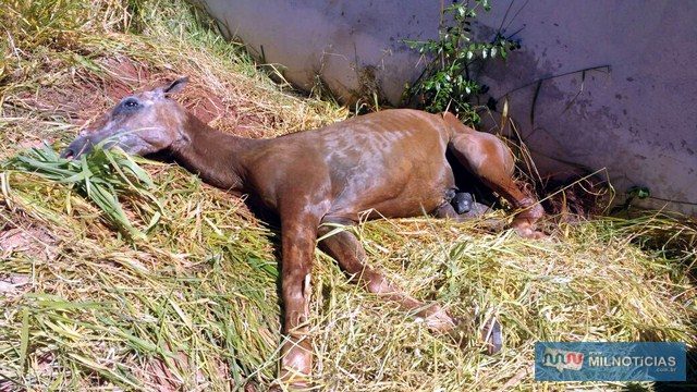 Animal foi encontrado com visíveis sinais de maus tratos e encaminhado ao hospital veterinário. Fotos: Manoel Messias/ Mil Noticias