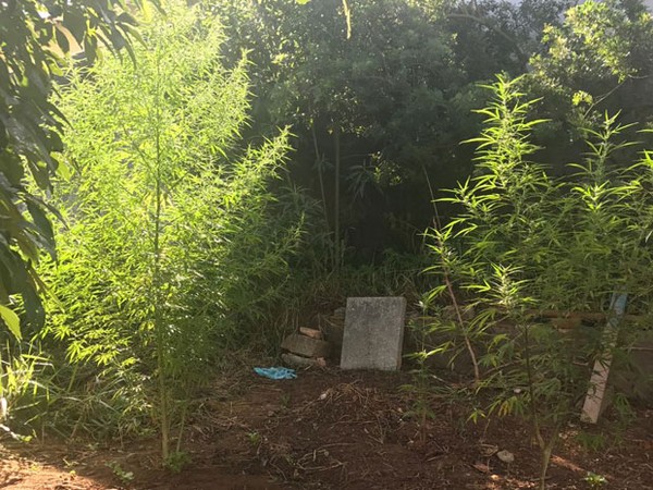 Plantação encontrada na residência de um professor em Ribeirão Pires. (Foto: Divulgação/PM).