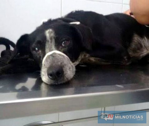 Cachorra no dia em que foi resgatada da casa do acusado de zoofilia. Foto: Apaar