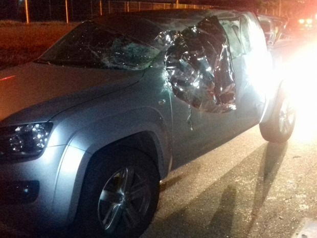 Animal atingiu o lado do motorista no carro (Foto: Polícia Rodoviária Federal/ divulgação).