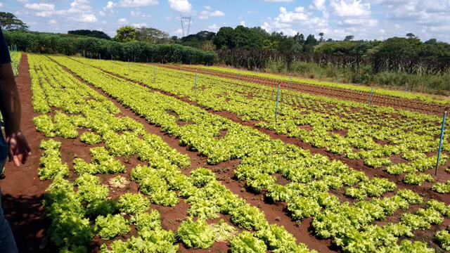 No local os alunos conheceram uma hortaliça que servirá como base para a que eles devem produzir em breve. Foto: Assessoria de Imprensa