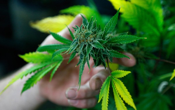 País aprovou em 2013 lei liberando consumo de cannabis; última etapa é venda em farmácias (Foto: Reuters).