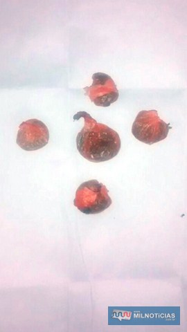 Foram apreendidos cinco porções de maconha enquanto rapaz era ouvido em audiência no fórum de Andradina. Foto: DIVULGAÇÃO/PM