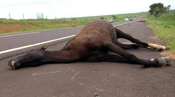 Três cavalos morreram um quarto animal teve fratura exposta nas patas dianteiras em acidente ocorrido de madrugada. Foto: Regionalpress