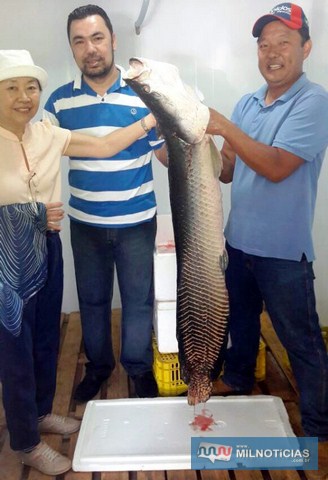 Criação inédita de peixe amazônico fortalece agricultura familiar na região de Gabriel Monteiro e Piacatu. Foto: Secom/Prefeitura