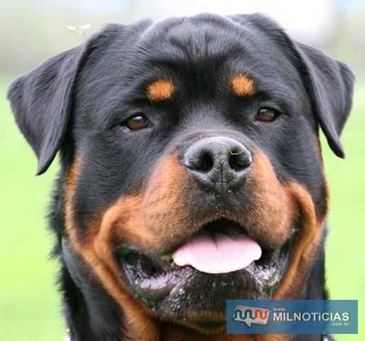 Cachorra da raça Rottweiller que havia sido furtada também foi recuperada na operação da Polícia Civil. Foto: POLÍCIA CIVIL/DIVULGAÇÃO