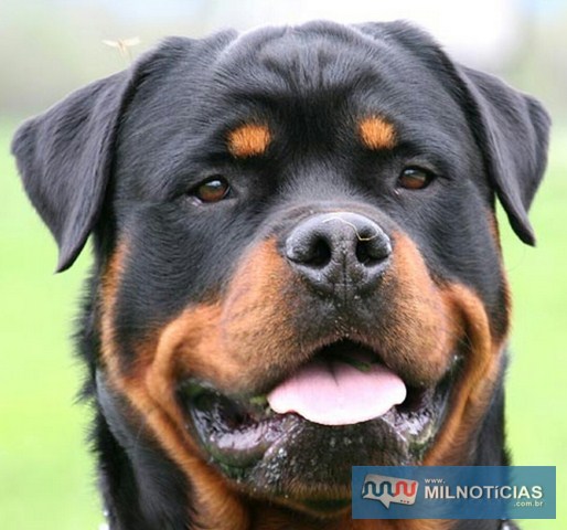 Cachorra da raça Rottweiller que havia sido furtada também foi recuperada na operação da Polícia Civil. Foto: POLÍCIA CIVIL/DIVULGAÇÃO 