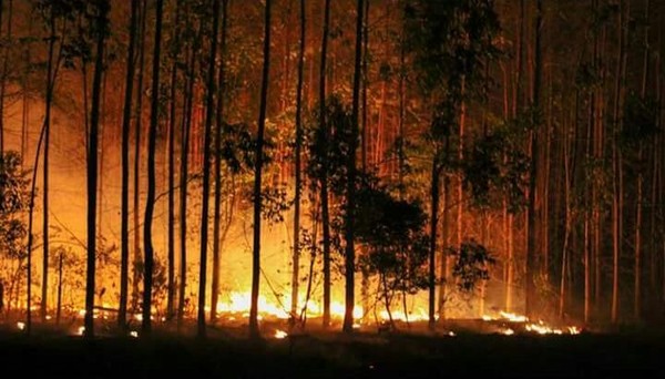 Área onde o corpo foi encontrado em meio a um incêndio, em Agudos (Foto: Arquivo pessoal )
