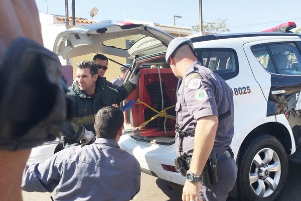 Animal foi contido por homens do Corpo de Bombeiros e da Polícia Militar (Foto: Gelson Netto/G1).