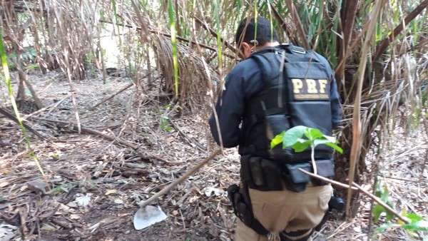 Droga foi encontrada enterrada na vegetação da fazenda (Foto: Polícia Rodoviária Federal/Divulgação)