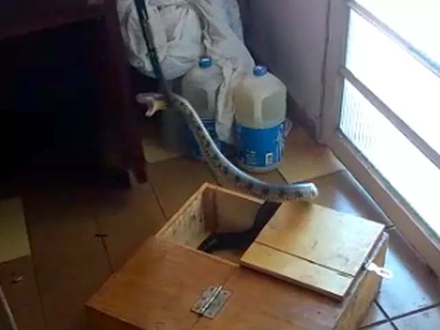 Cobra foi resgatada pelo Corpo de Bombeiros em Pereira Barreto (Foto: Corpo de Bombeiros/Divulgação)