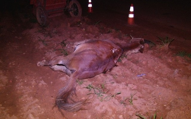 A pista teve que ser interditada para remoção da carroça e do cavalo, mas foi liberada em seguida (Foto: Éder Seger/Visão Notícias).