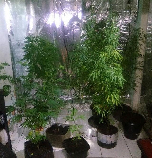 Estufa com pés de maconha foi localizada em uma residência, em Presidente Prudente (Foto: Polícia Militar/Cedida).