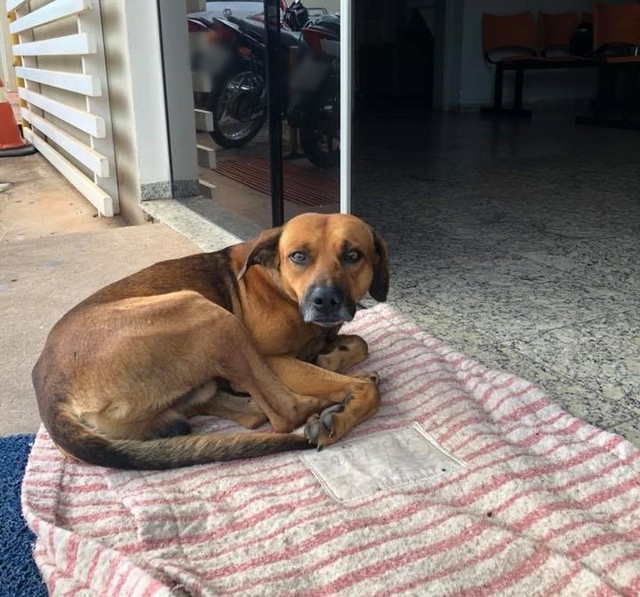 Cão espera pelo dono há quatro meses na porta do hospital de Novo Horizonte (Foto: Cristine Sardella/Arquivo Pessoal).