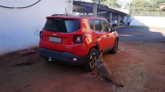 Cadela farejadora acha droga em carro apreendido com filho de desembargadora em MS (Foto: PF/Divulgação).