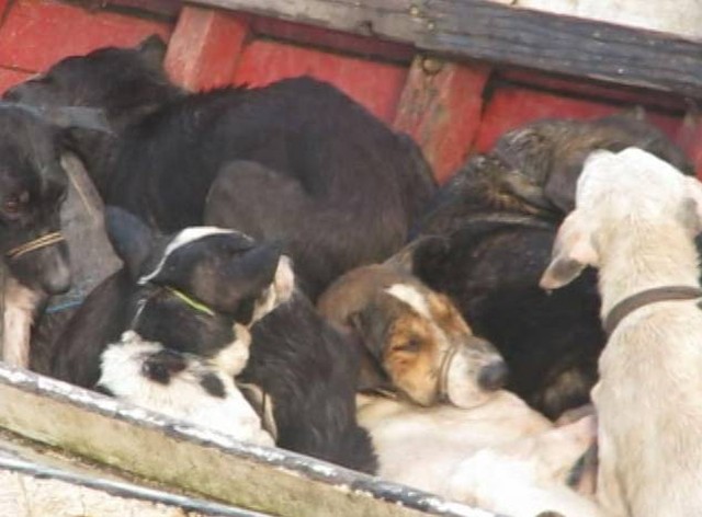 Cães foram capturados e levados de canoa até zona rural, alegou prefeito (Foto: Reprodução/Aragonei Bandeira)