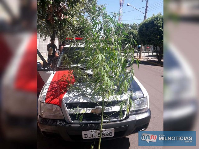Foi apreendido um pé de maconha (Cannabis Sativa), medindo aproximadamente 1,5 metros. Foto: DIVULGAÇÃO/PM
