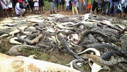 Foto de 14 de julho mostra carcaças de crocodilos mortos em Sorong, na Indonésia (Foto: AP Photo/Irianti).