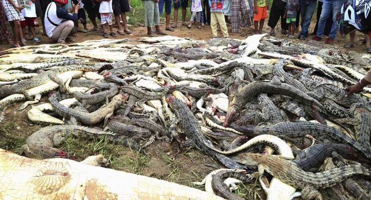 Foto de 14 de julho mostra carcaças de crocodilos mortos em Sorong, na Indonésia (Foto: AP Photo/Irianti).
