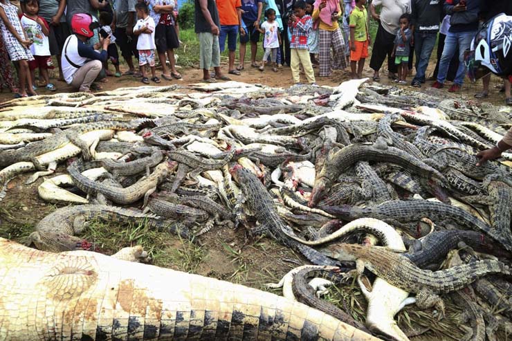 Foto de 14 de julho mostra carcaças de crocodilos mortos em Sorong, na Indonésia (Foto: AP Photo/Irianti).