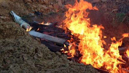 As carcaças dos crocodilos foram incineradas
Foto: Olha Mulalinda / Antara Foto / Reuters