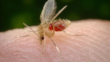 Mosquito-palha costuma ser o transmissor do protozoário da leishmaniose em áreas urbanas (Foto: James Gathany/CDC)