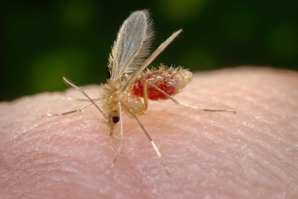 Mosquito-palha costuma ser o transmissor do protozoário da leishmaniose em áreas urbanas (Foto: James Gathany/CDC)