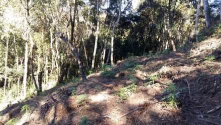 Plantação de maconha em Itaiópolis (Foto: Polícia Militar/Divulgação).