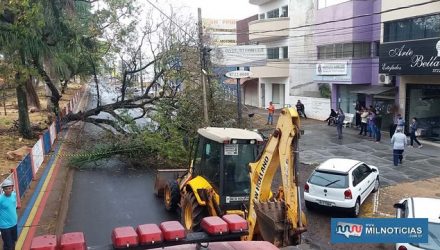 Árvore de grande porte caiu sobre veículos e fiação da rede elétrica e telefônica da rua Manoel Teixeira de Freitas. Fotos: MANOEL MESSIAS/Agência
