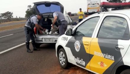 Abordagem policial aconteceu no KM 772 da rodovia Marechal 
Rondon, próximo da divisa SP/MS. Foto: DIVULGAÇÃO