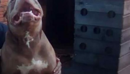 Cão pitbull que atacou cabo da PM em MS — Foto: Reprodução/WhatsApp.