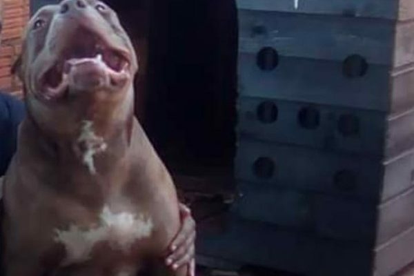 Cão pitbull que atacou cabo da PM em MS — Foto: Reprodução/WhatsApp.