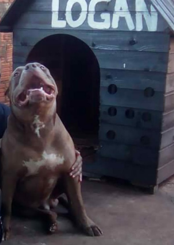 Cão pitbull que atacou cabo da PM em MS — Foto: Reprodução/WhatsApp.