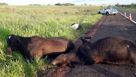 Vacas que foram atropeladas por caminhão em rodovia de Pereira Barreto — Foto: Arquivo Pessoal