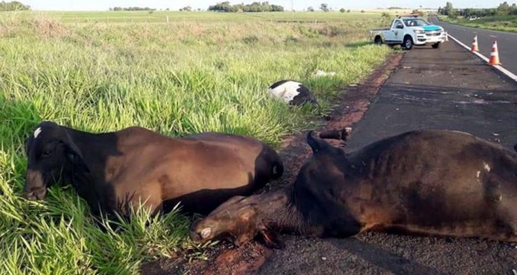 Vacas que foram atropeladas por caminhão em rodovia de Pereira Barreto — Foto: Arquivo Pessoal