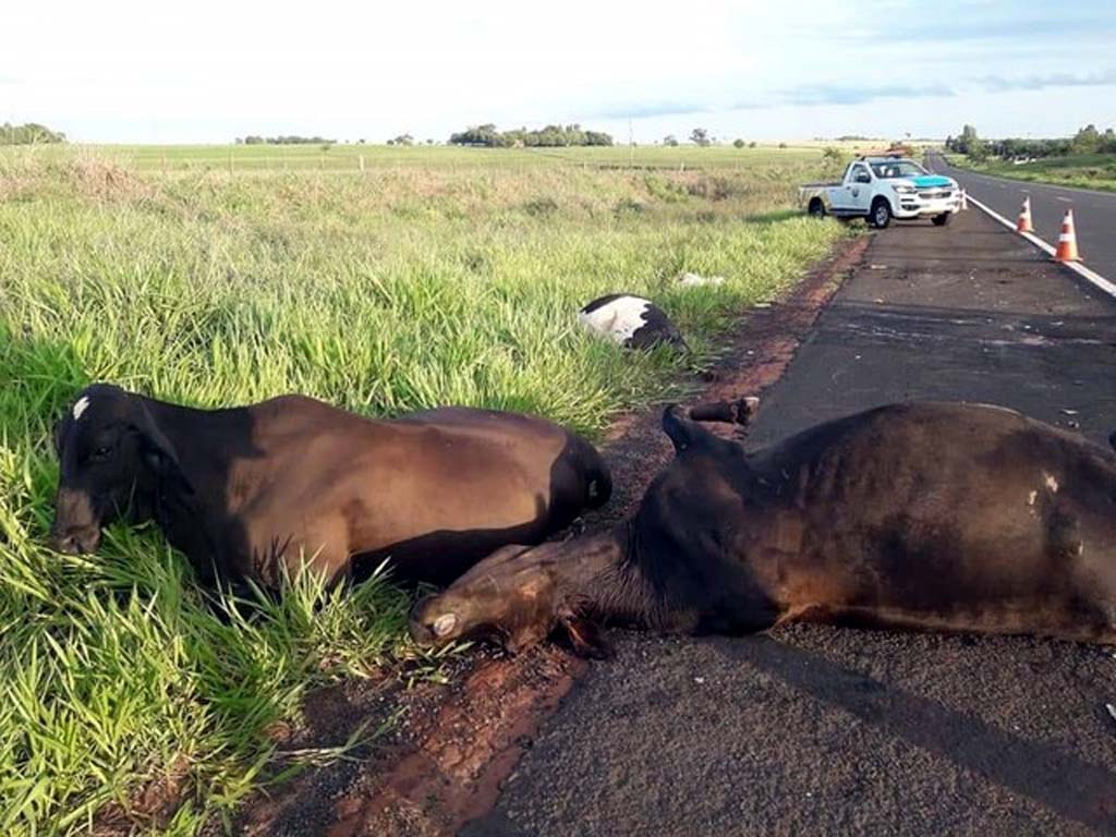 Vacas que foram atropeladas por caminhão em rodovia de Pereira Barreto — Foto: Arquivo Pessoal