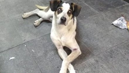 Cachorro é envenenado e espancado em supermercado, dizem ativistas — Foto: Reprodução/Facebook.