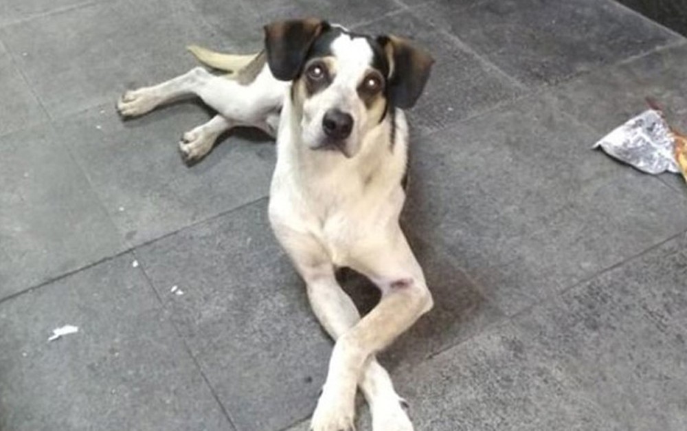Cachorro é envenenado e espancado em supermercado, dizem ativistas — Foto: Reprodução/Facebook.