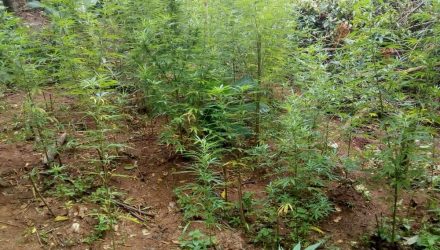 Plantação de maconha foi achada na Vila de Luís Carlos, em Guararema — Foto: Polícia Militar/Divulgação.