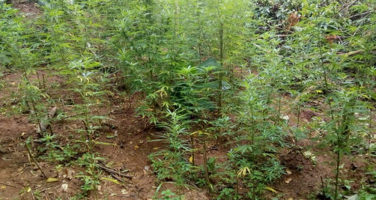 Plantação de maconha foi achada na Vila de Luís Carlos, em Guararema — Foto: Polícia Militar/Divulgação.