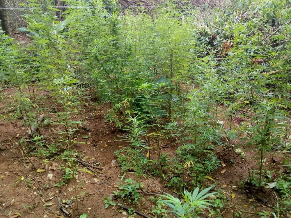 Plantação de maconha foi achada na Vila de Luís Carlos, em Guararema — Foto: Polícia Militar/Divulgação.