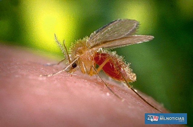 O mosquito-palha é o transmissor da leishmaniose visceral – Foto: Divulgação