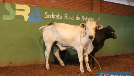 Serão leiloados bovinos, caprinos, porcos (ja abatidos), e prendas diversas. Fotos: MIL NOTICIAS/Arquivo