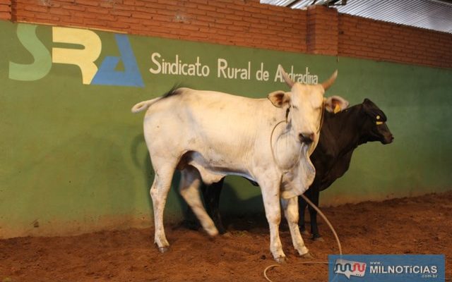 Serão leiloados bovinos, caprinos, porcos (ja abatidos), e prendas diversas. Fotos: MIL NOTICIAS/Arquivo