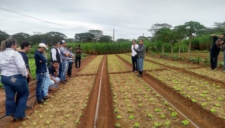 Estudantes puderam visitar hortas de produtores que estão participando do Sistema de Produção e Comercialização de Andradina. Foto: Secom/Prefeitura