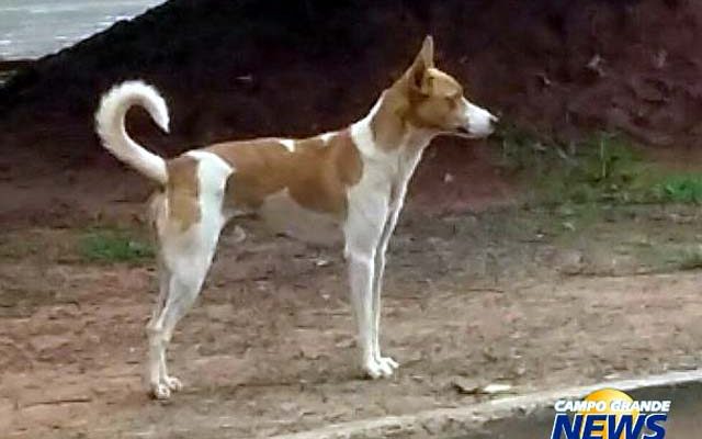 os desembargadores da 4ª Câmara Cível deram parcial provimento ao recurso interposto pela vítima. Foto: Campo Grande News