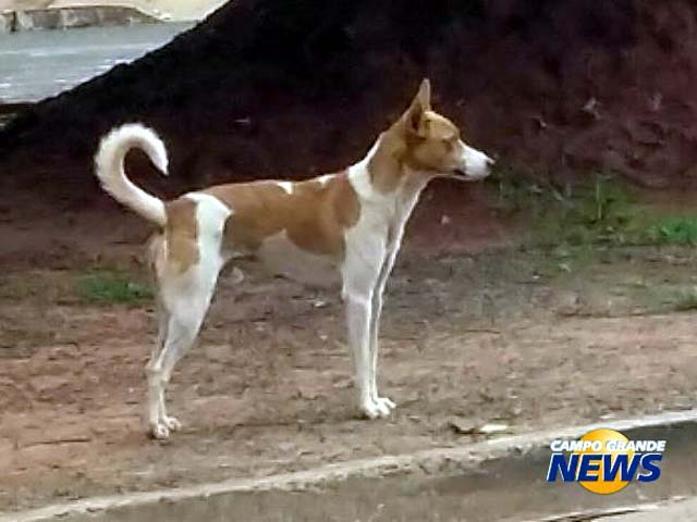 os desembargadores da 4ª Câmara Cível deram parcial provimento ao recurso interposto pela vítima. Foto: Campo Grande News