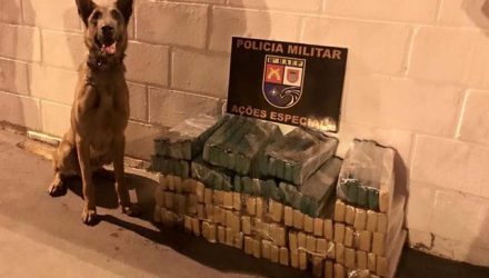 As três caixas de papelão que continham maconha foram localizadas pelo cão Thor, da PM — Foto: Cedida/Polícia Militar