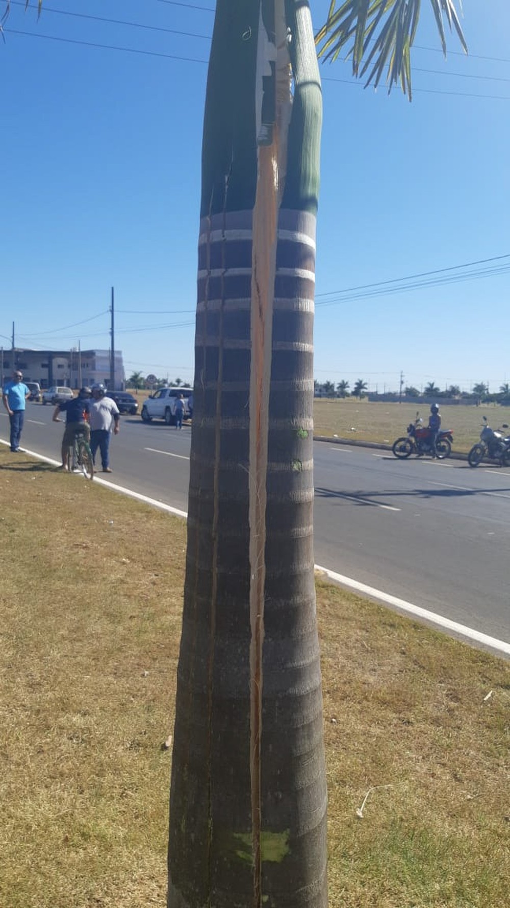Motociclista bateu em palmeira no canteiro central de avenida — Foto: Vander Gomes/Lucas Notícias.